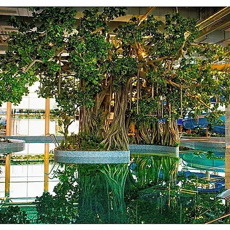 Amazonia تيميشورا